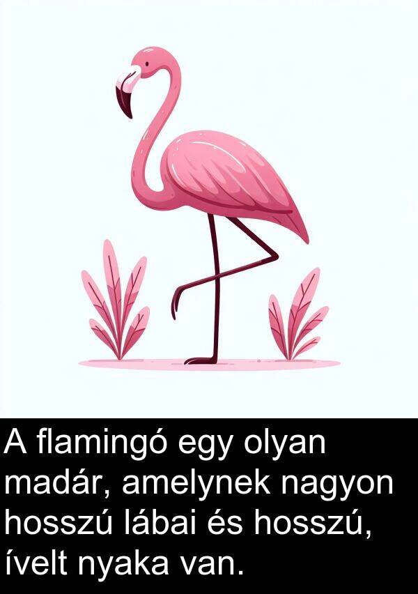 madár: A flamingó egy olyan madár, amelynek nagyon hosszú lábai és hosszú, ívelt nyaka van.