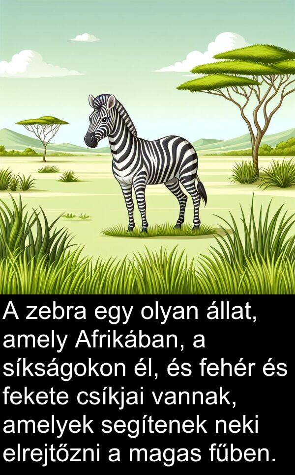 magas: A zebra egy olyan állat, amely Afrikában, a síkságokon él, és fehér és fekete csíkjai vannak, amelyek segítenek neki elrejtőzni a magas fűben.