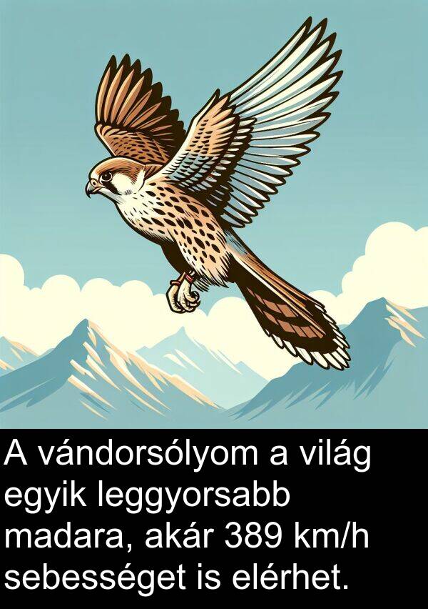 madara: A vándorsólyom a világ egyik leggyorsabb madara, akár 389 km/h sebességet is elérhet.