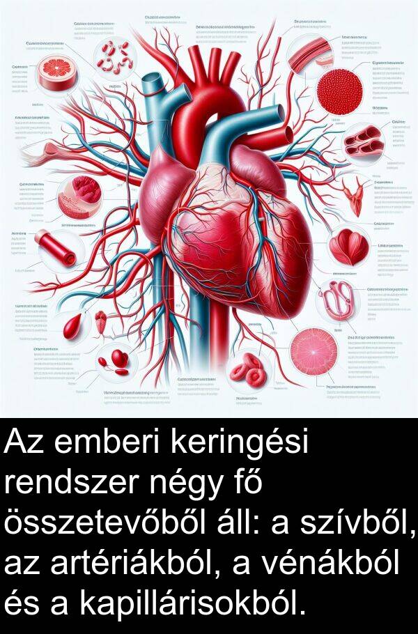összetevőből: Az emberi keringési rendszer négy fő összetevőből áll: a szívből, az artériákból, a vénákból és a kapillárisokból.