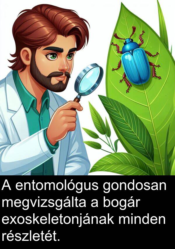 megvizsgálta: A entomológus gondosan megvizsgálta a bogár exoskeletonjának minden részletét.