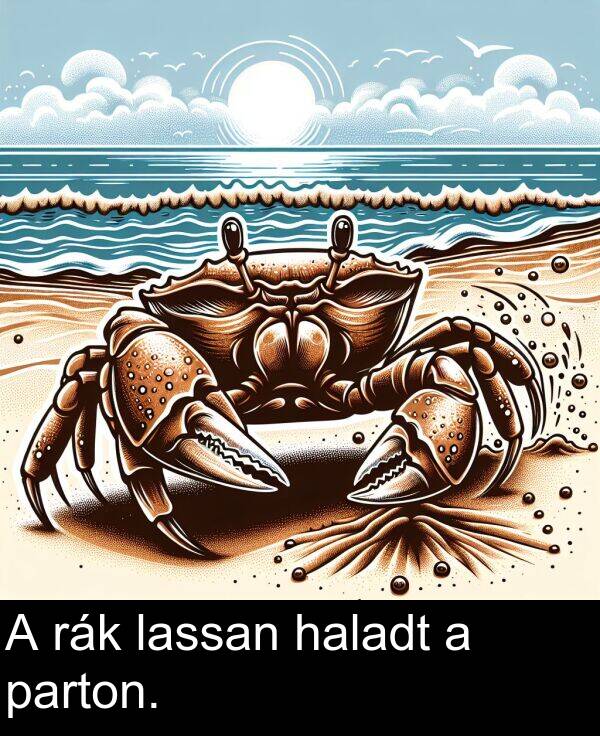 rák: A rák lassan haladt a parton.