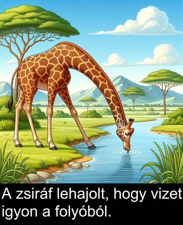 vizet: A zsiráf lehajolt, hogy vizet igyon a folyóból.