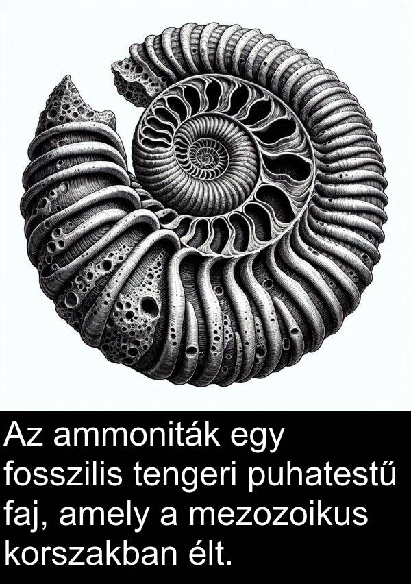mezozoikus: Az ammoniták egy fosszilis tengeri puhatestű faj, amely a mezozoikus korszakban élt.