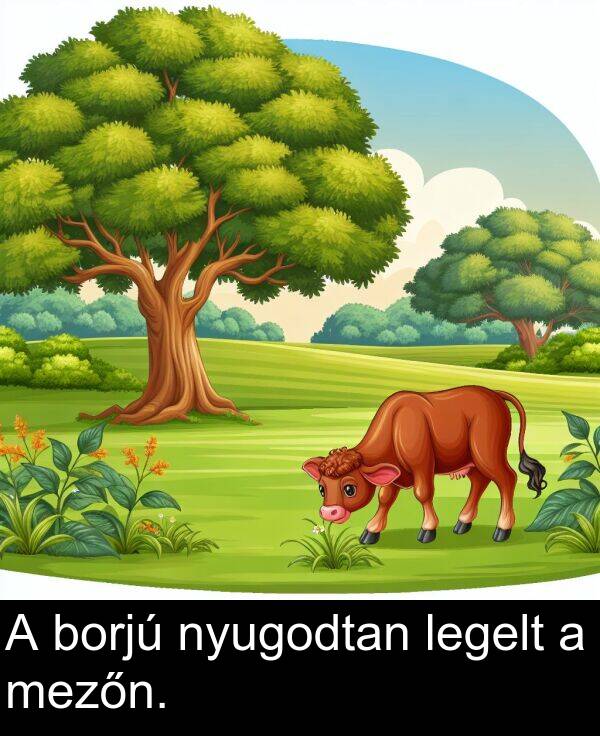 nyugodtan: A borjú nyugodtan legelt a mezőn.