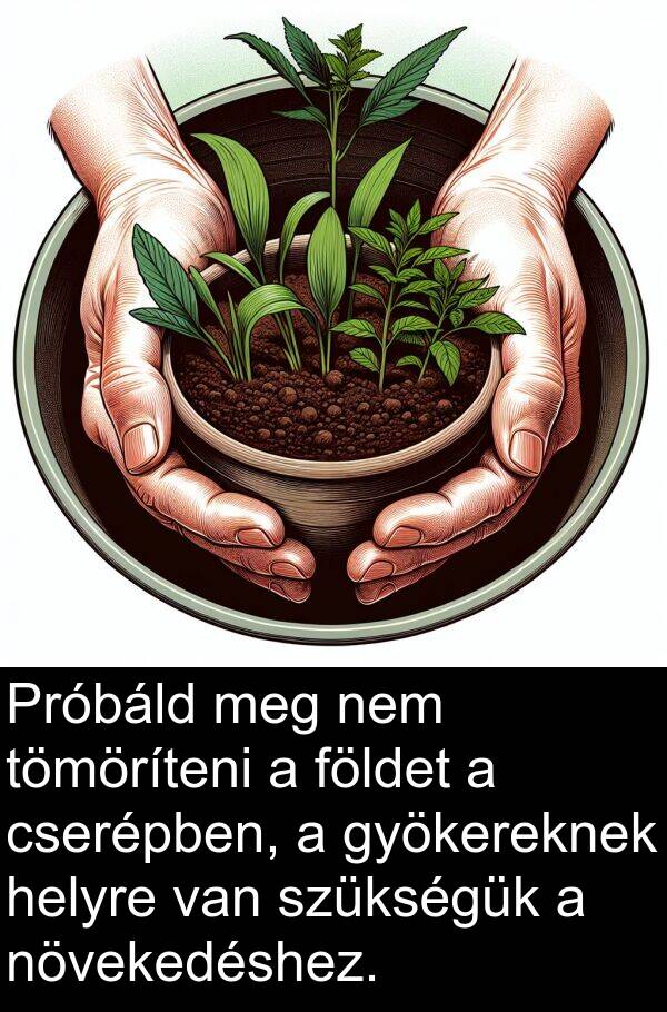 cserépben: Próbáld meg nem tömöríteni a földet a cserépben, a gyökereknek helyre van szükségük a növekedéshez.