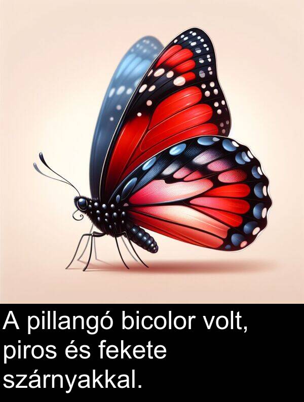 pillangó: A pillangó bicolor volt, piros és fekete szárnyakkal.