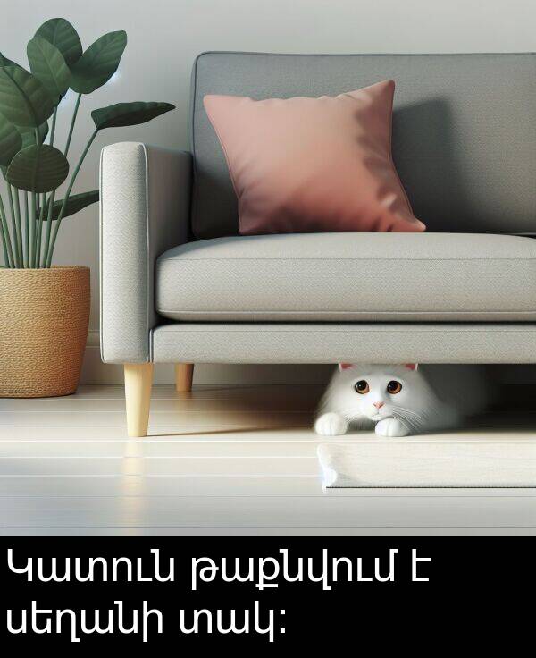 տակ։: Կատուն թաքնվում է սեղանի տակ։