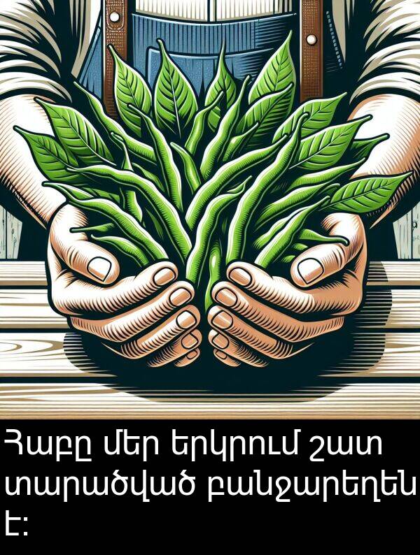 տարածված: Հաբը մեր երկրում շատ տարածված բանջարեղեն է։