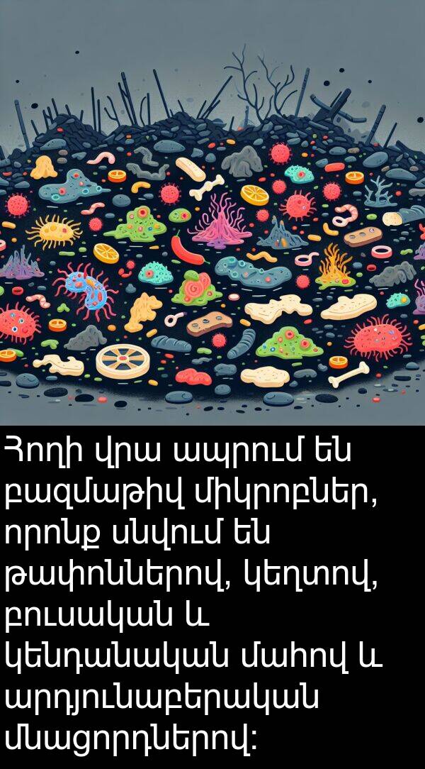 բուսական: Հողի վրա ապրում են բազմաթիվ միկրոբներ, որոնք սնվում են թափոններով, կեղտով, բուսական և կենդանական մահով և արդյունաբերական մնացորդներով: