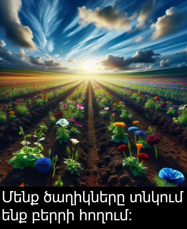 բերրի: Մենք ծաղիկները տնկում ենք բերրի հողում։
