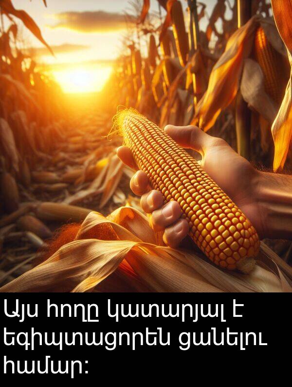 կատարյալ: Այս հողը կատարյալ է եգիպտացորեն ցանելու համար։