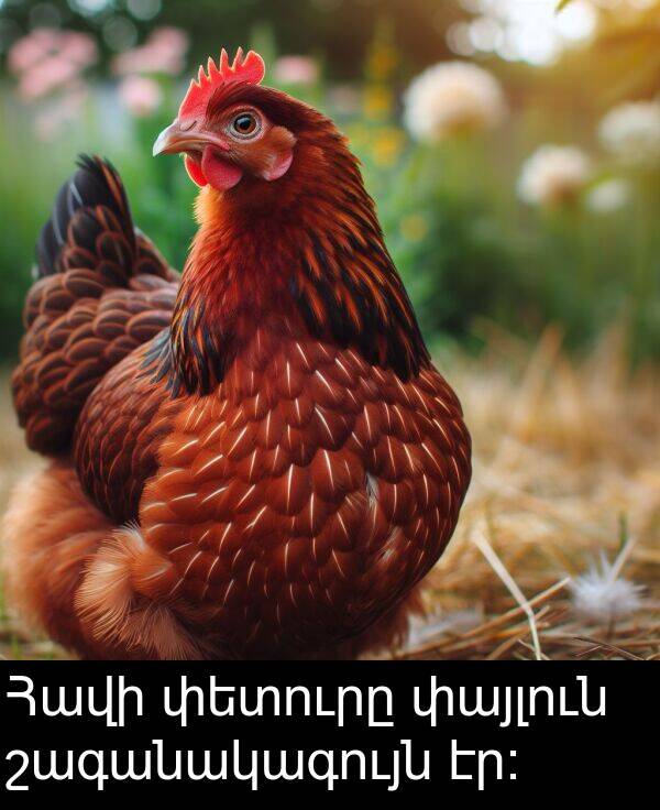 փայլուն: Հավի փետուրը փայլուն շագանակագույն էր։