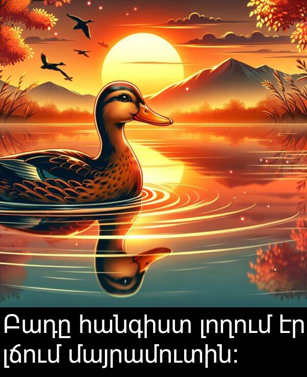 մայրամուտին։: Բադը հանգիստ լողում էր լճում մայրամուտին։