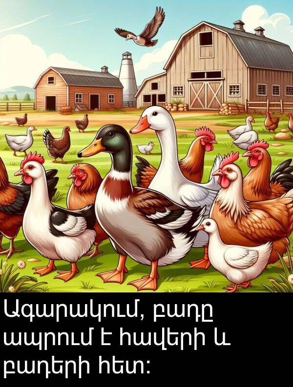 բադը: Ագարակում, բադը ապրում է հավերի և բադերի հետ: