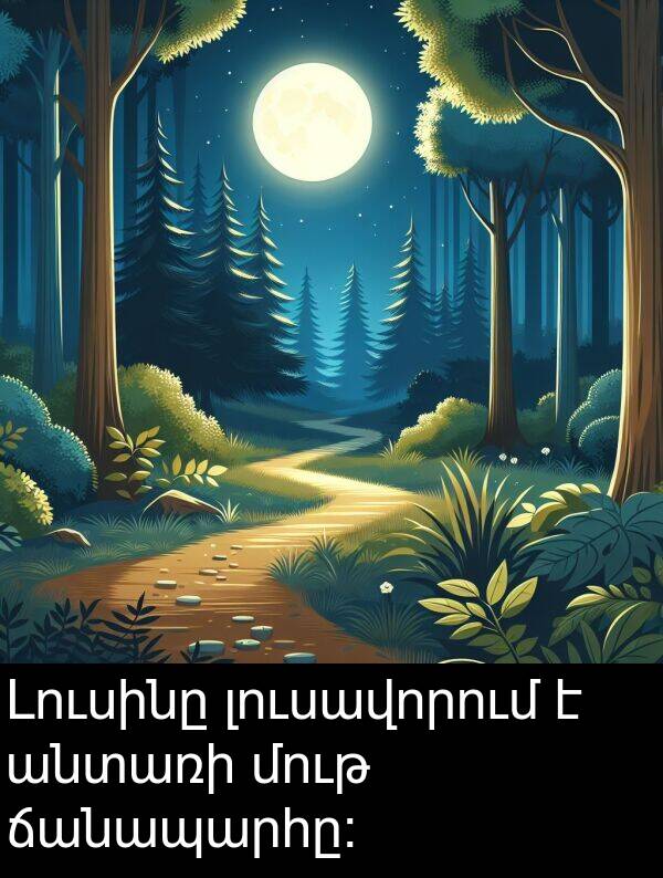 ճանապարհը։: Լուսինը լուսավորում է անտառի մութ ճանապարհը։