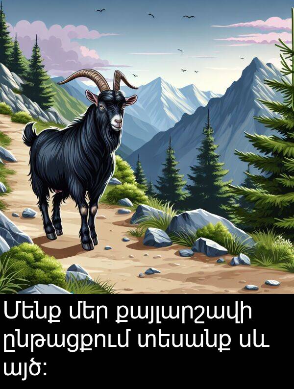 տեսանք: Մենք մեր քայլարշավի ընթացքում տեսանք սև այծ: