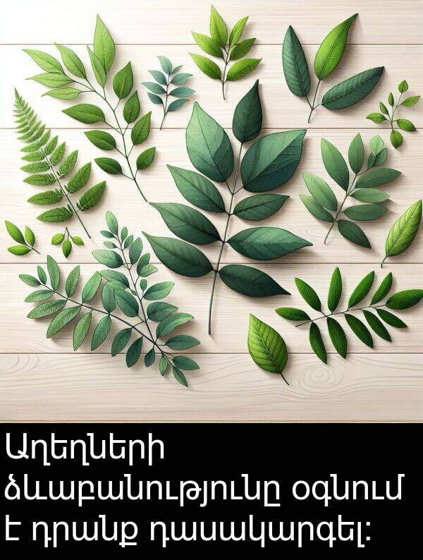 դրանք: Աղեղների ձևաբանությունը օգնում է դրանք դասակարգել:
