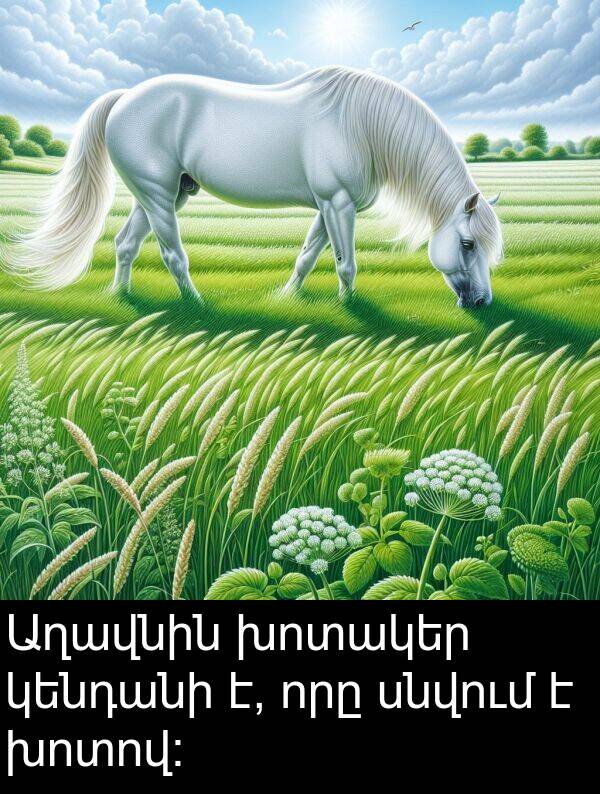 որը: Աղավնին խոտակեր կենդանի է, որը սնվում է խոտով: