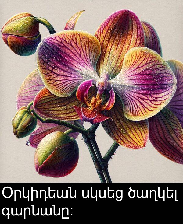 ծաղկել: Օրկիդեան սկսեց ծաղկել գարնանը։
