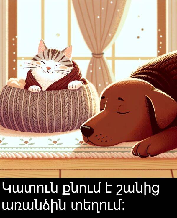 քնում: Կատուն քնում է շանից առանձին տեղում։