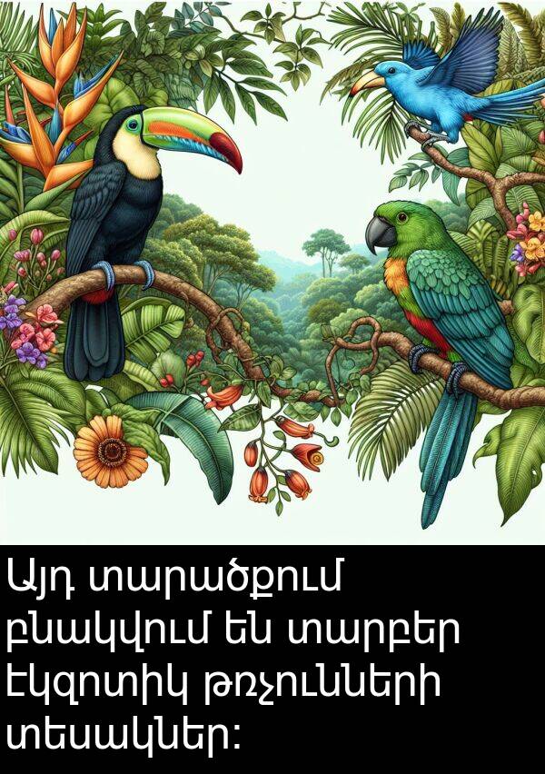 բնակվում: Այդ տարածքում բնակվում են տարբեր էկզոտիկ թռչունների տեսակներ։