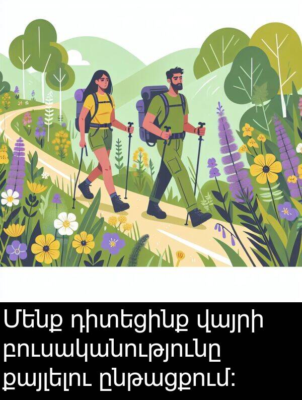բուսականությունը: Մենք դիտեցինք վայրի բուսականությունը քայլելու ընթացքում: