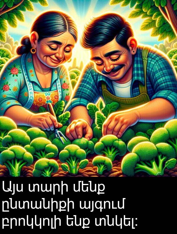 բրոկկոլի: Այս տարի մենք ընտանիքի այգում բրոկկոլի ենք տնկել։