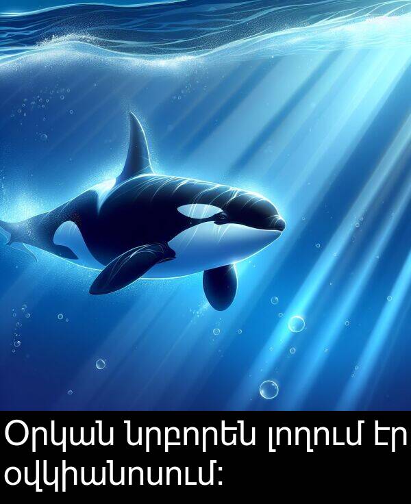 օվկիանոսում։: Օրկան նրբորեն լողում էր օվկիանոսում։