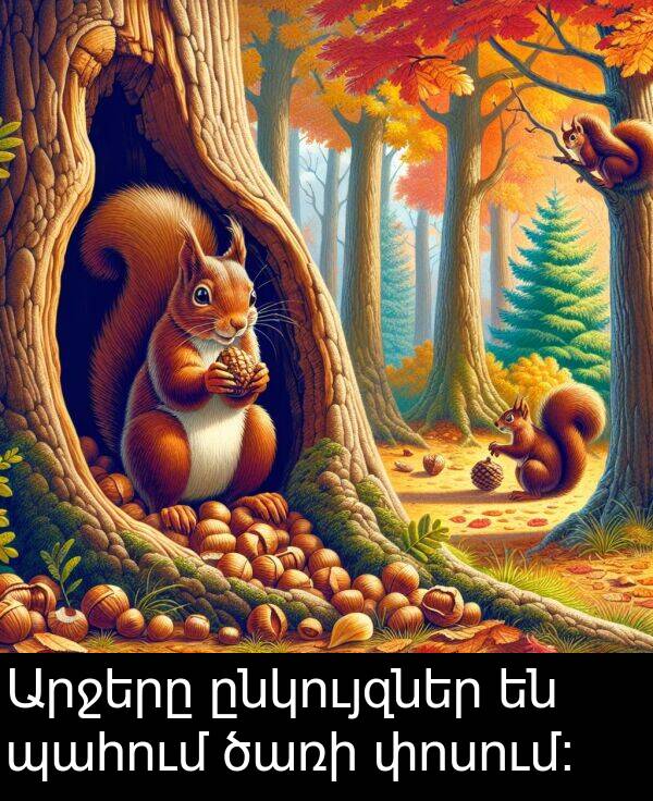 փոսում։: Արջերը ընկույզներ են պահում ծառի փոսում։