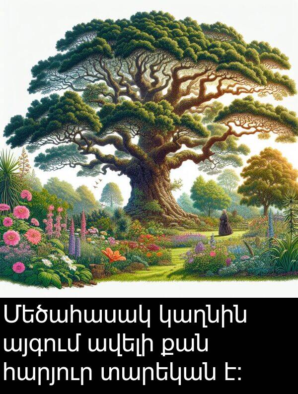 հարյուր: Մեծահասակ կաղնին այգում ավելի քան հարյուր տարեկան է։