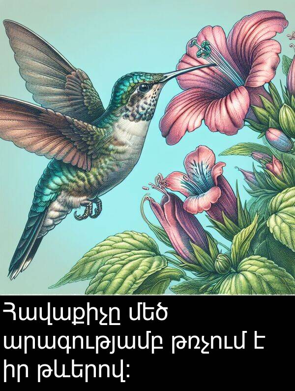 թռչում: Հավաքիչը մեծ արագությամբ թռչում է իր թևերով: