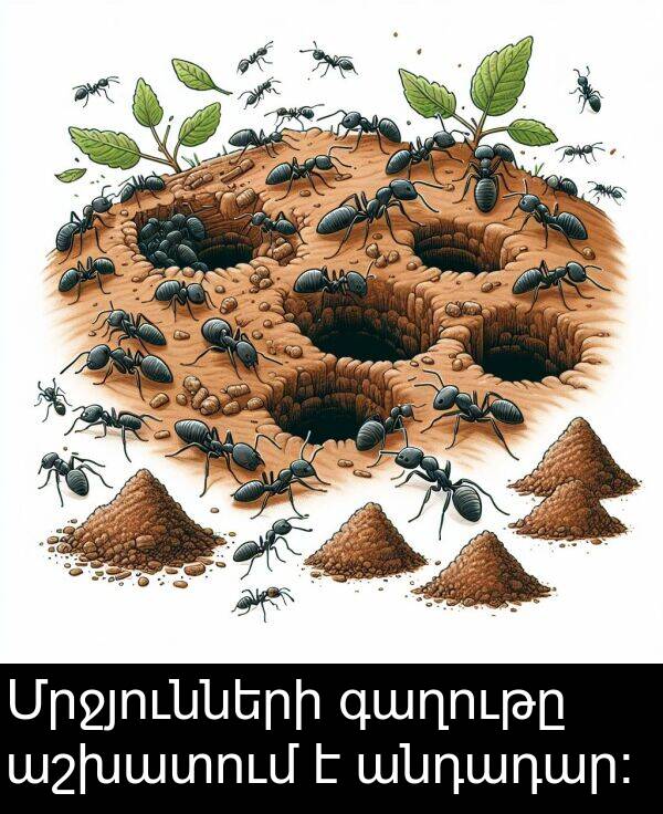 աշխատում: Մրջյունների գաղութը աշխատում է անդադար։