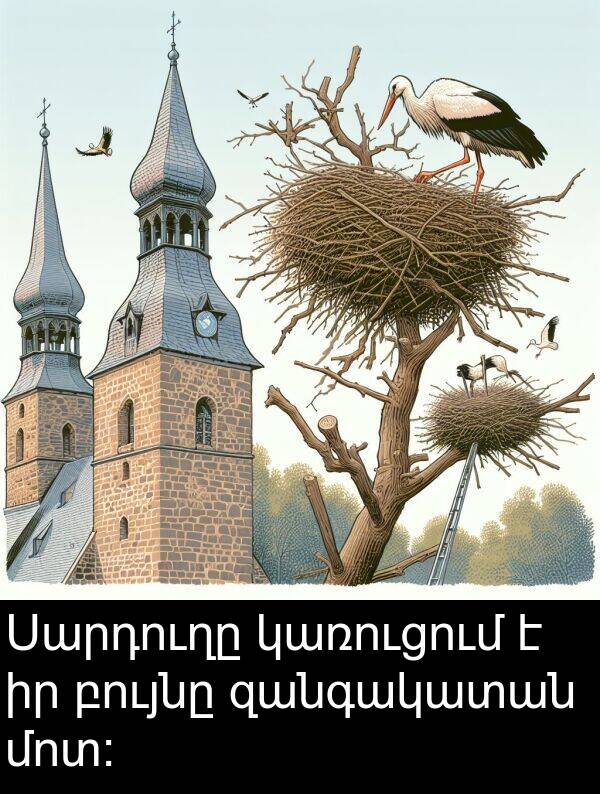 բույնը: Սարդուղը կառուցում է իր բույնը զանգակատան մոտ: