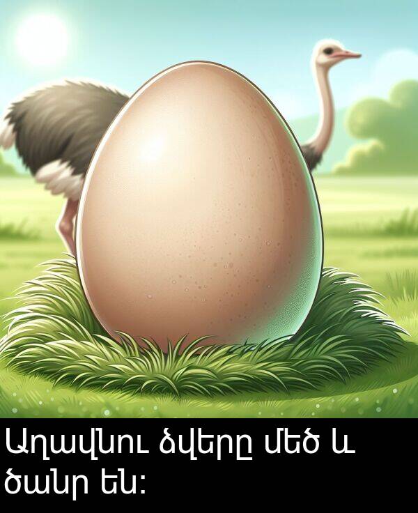 ձվերը: Աղավնու ձվերը մեծ և ծանր են։