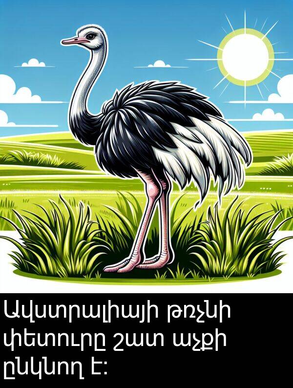 թռչնի: Ավստրալիայի թռչնի փետուրը շատ աչքի ընկնող է։