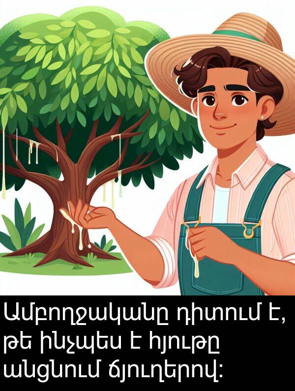 ինչպես: Ամբողջականը դիտում է, թե ինչպես է հյութը անցնում ճյուղերով: