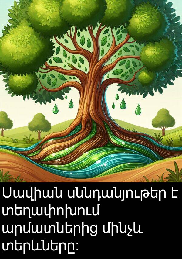 սննդանյութեր: Սավիան սննդանյութեր է տեղափոխում արմատներից մինչև տերևները: