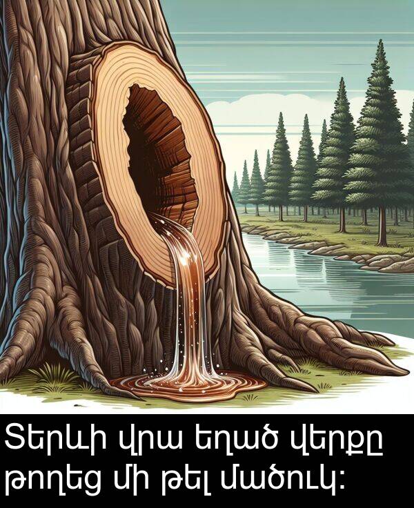 թողեց: Տերևի վրա եղած վերքը թողեց մի թել մածուկ: