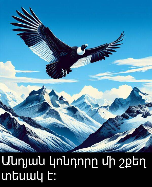 կոնդորը: Անդյան կոնդորը մի շքեղ տեսակ է։