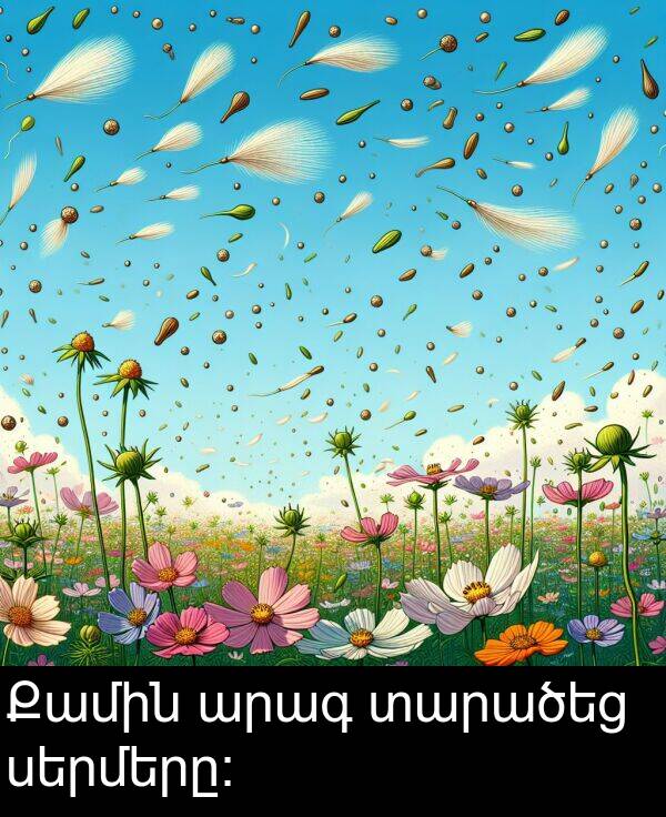 տարածեց: Քամին արագ տարածեց սերմերը։