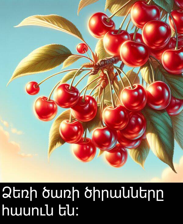 ծառի: Ձեռի ծառի ծիրանները հասուն են։
