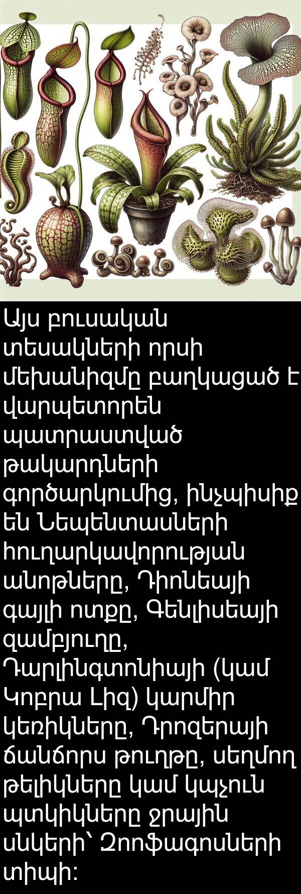 բուսական: Այս բուսական տեսակների որսի մեխանիզմը բաղկացած է վարպետորեն պատրաստված թակարդների գործարկումից, ինչպիսիք են Նեպենտասների հուղարկավորության անոթները, Դիոնեայի գայլի ոտքը, Գենլիսեայի զամբյուղը, Դարլինգտոնիայի (կամ Կոբրա Լիզ) կարմիր կեռիկները, Դրոզերայի ճանճորս թուղթը, սեղմող թելիկները կամ կպչուն պտկիկները ջրային սնկերի՝ Զոոֆագոսների տիպի։