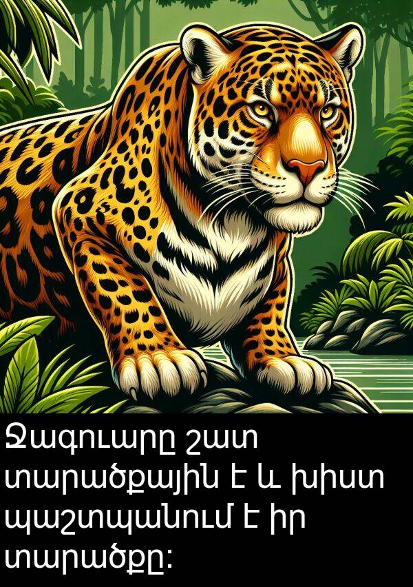 տարածքը: Ջագուարը շատ տարածքային է և խիստ պաշտպանում է իր տարածքը: