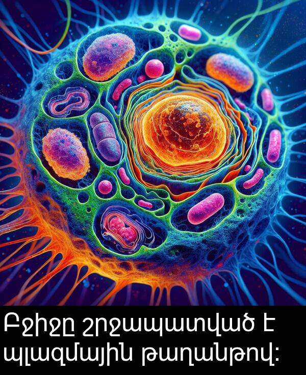 շրջապատված: Բջիջը շրջապատված է պլազմային թաղանթով։