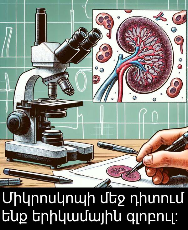 երիկամային: Միկրոսկոպի մեջ դիտում ենք երիկամային գլոբուլ։
