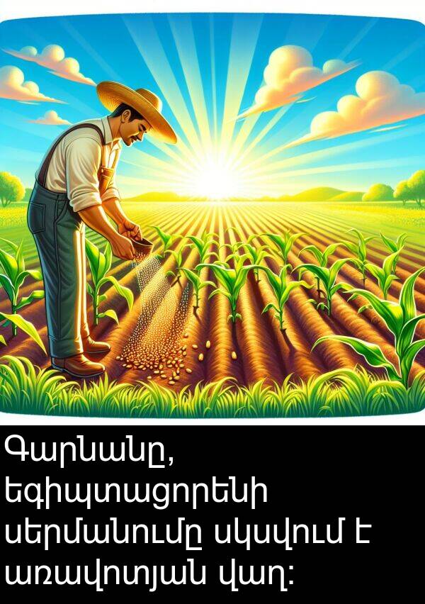 սկսվում: Գարնանը, եգիպտացորենի սերմանումը սկսվում է առավոտյան վաղ։