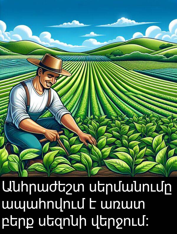 բերք: Անհրաժեշտ սերմանումը ապահովում է առատ բերք սեզոնի վերջում:
