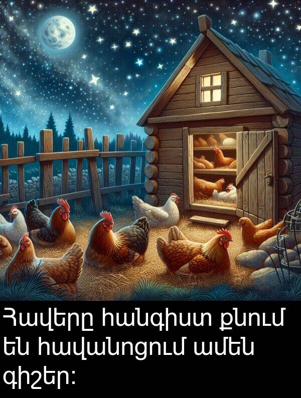 քնում: Հավերը հանգիստ քնում են հավանոցում ամեն գիշեր։