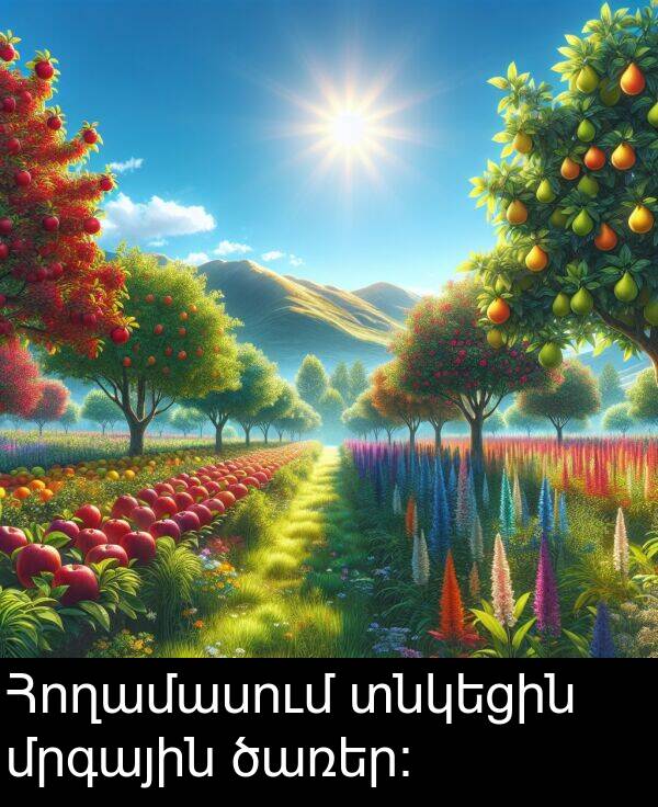 ծառեր։: Հողամասում տնկեցին մրգային ծառեր։